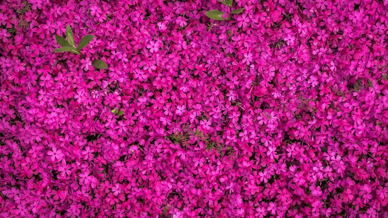 flowers, bloom, bright, multitude, 4k