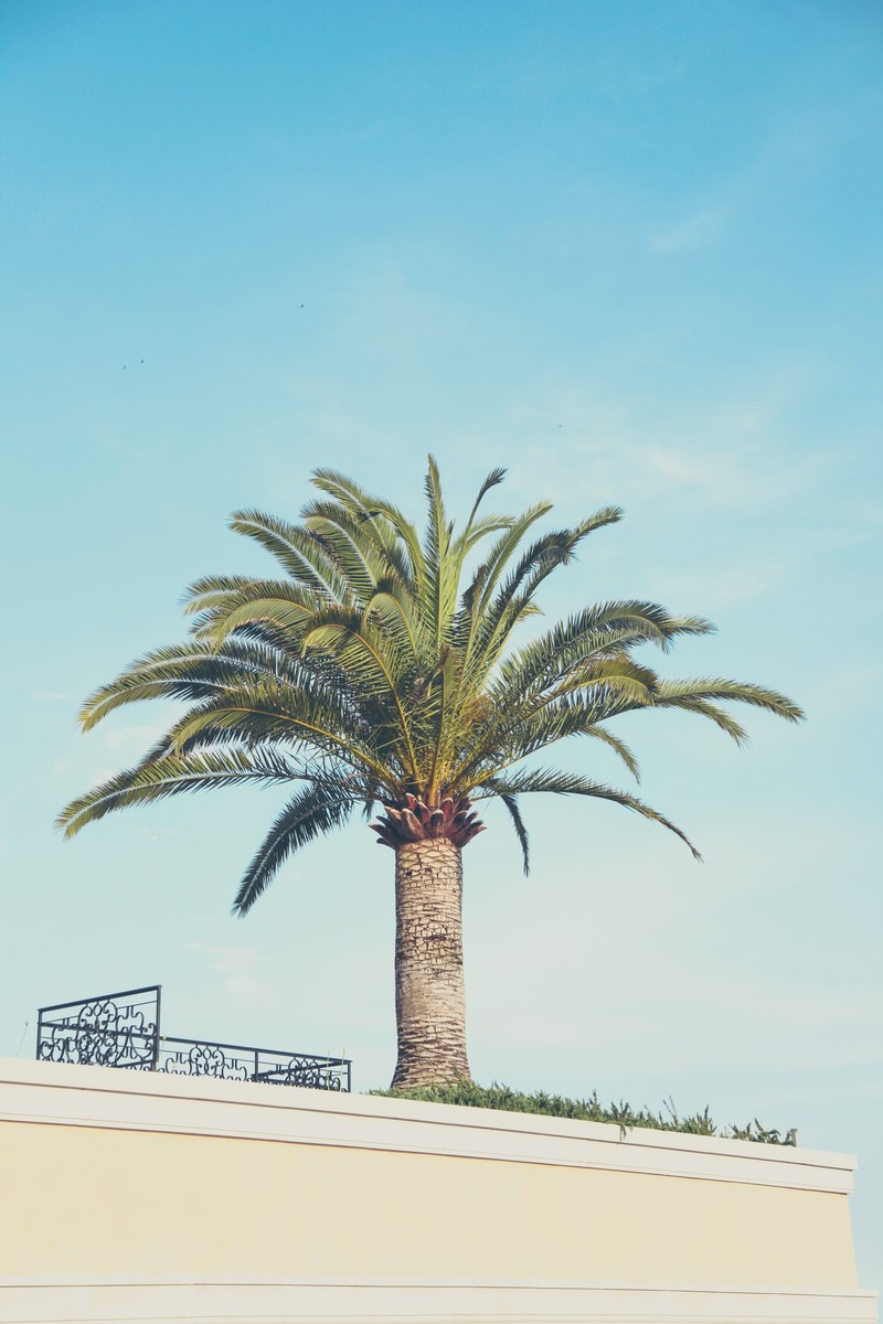 a palm tree against the blue sky in an urban setting, palm tree 4k