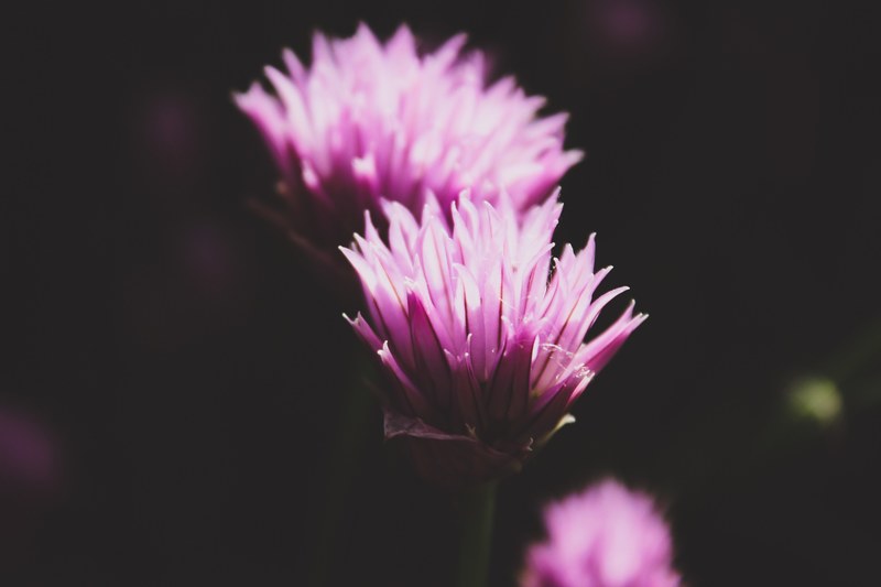 flower plant flora and floral 4k