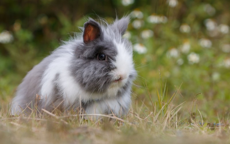 rabbit fluffy bunny and animal 4k