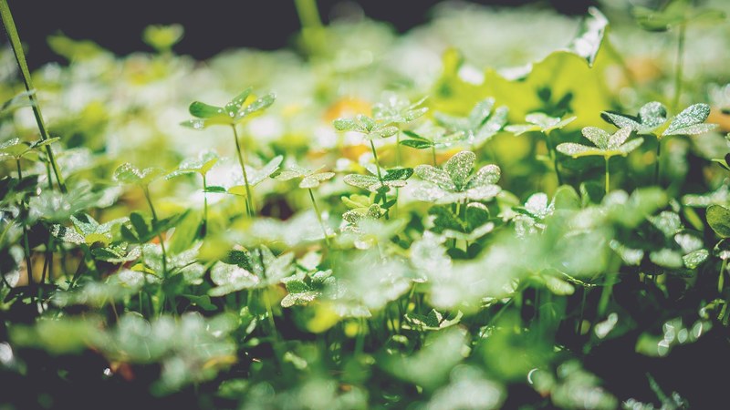 a macro shot of a cluster of dew covered clovers under morning sunlight, clovers under morning dew 4k