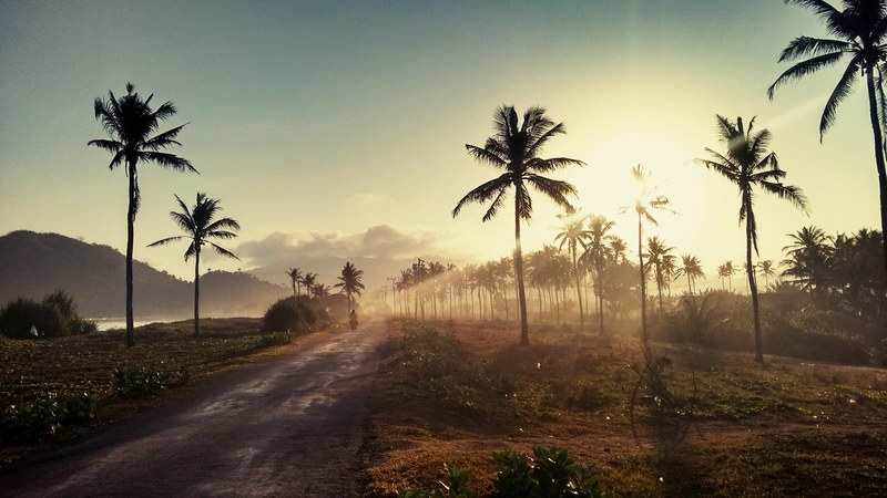 dirt road between palm trees in east java indonesia at sunset, trail of palms 4k