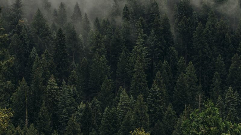 trees, green, fog, forest, shroud, top view, 4k
