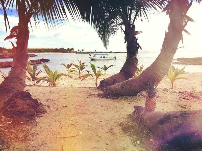 a pineapple sitting on a bent tree trunk in mexico, _mexican beach pineapple 4k