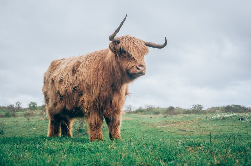 cow horn cattle and field 4k