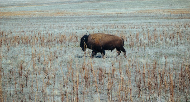 a buffalo wading through tall grass on a dry plain, buffalo on a dry prairie 4k