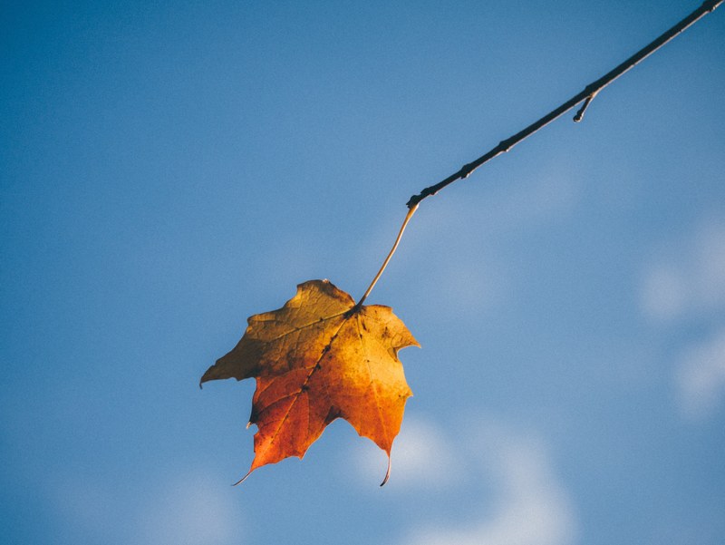 a translucent autumn leaf hanging down from the tip of a branch, autumn leaf in the wind 4k