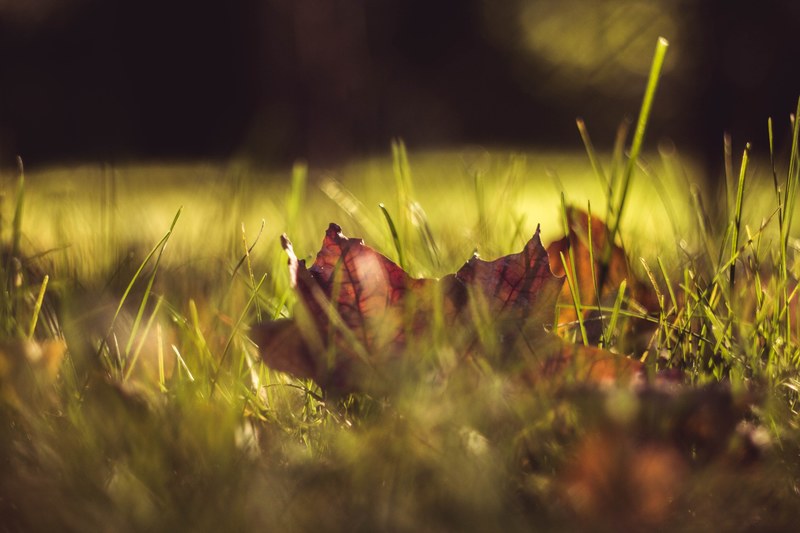 closeup shot of fallen autumn leaf in a summer day in kazan, closeup shot of leaf in kazan 4k