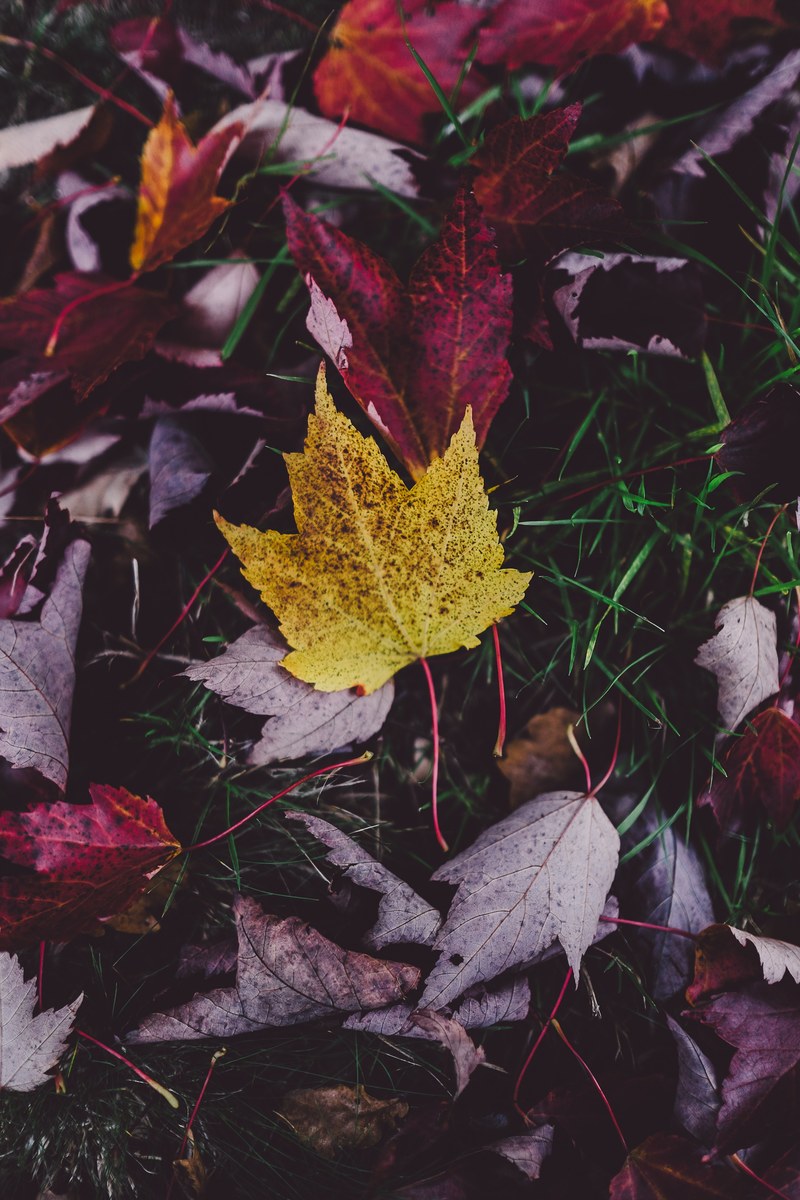 a yellow maple leaf among other red autumn leaves, yellow leaf on red 4k