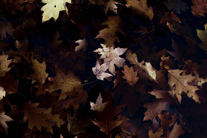 an overhead shot of brown autumn maple and oak leaves on the ground, top view of brown leaf litter 4k