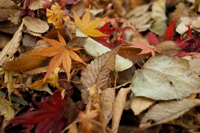 autumn leaves, diverse autumn leaves 4k