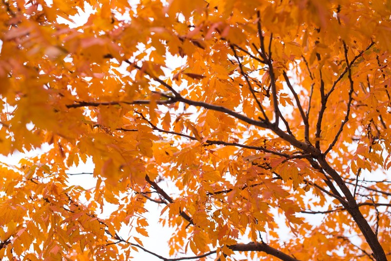 orange leaves on a tree form a canopy against a pale sky, autumn tree branches 4k