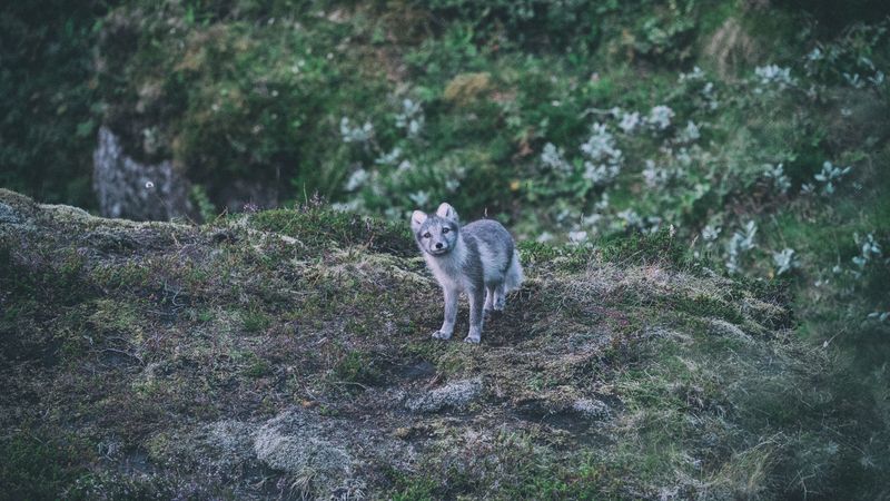 fox, arctic fox, look, 4k