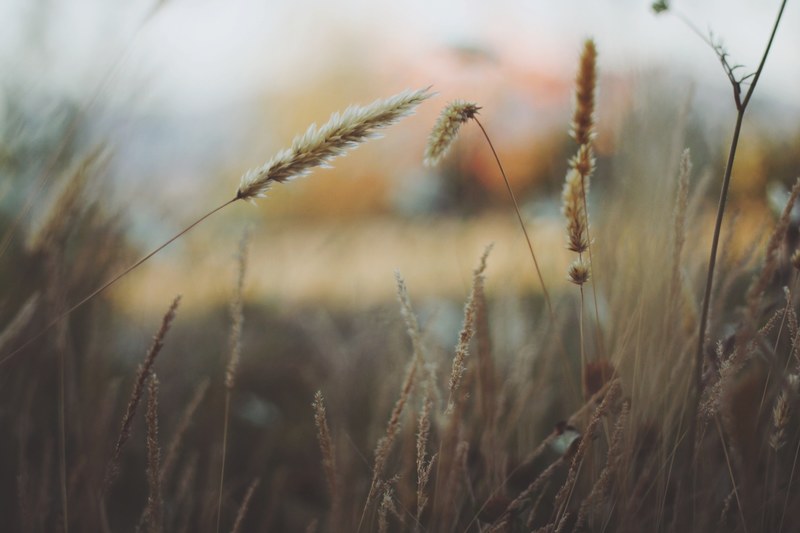 grains of wheat and barley grow in farm field grass, barley and wheat plants 4k