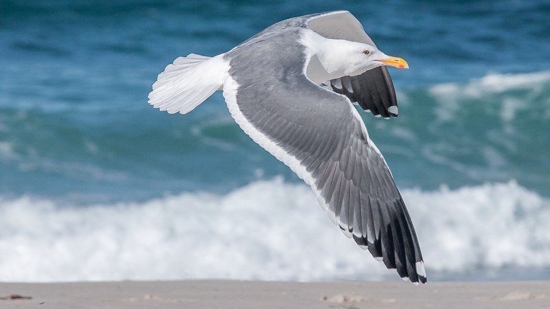 seagull flying above the sandy beach by the ocean at asilomar beach, seagull flying above the beach 4k