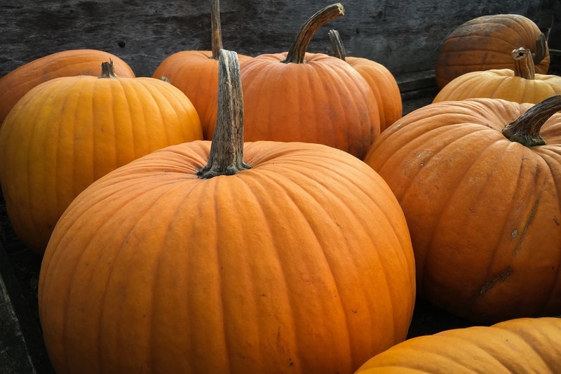 large harvested pumpkins, large harvested pumpkins 4k