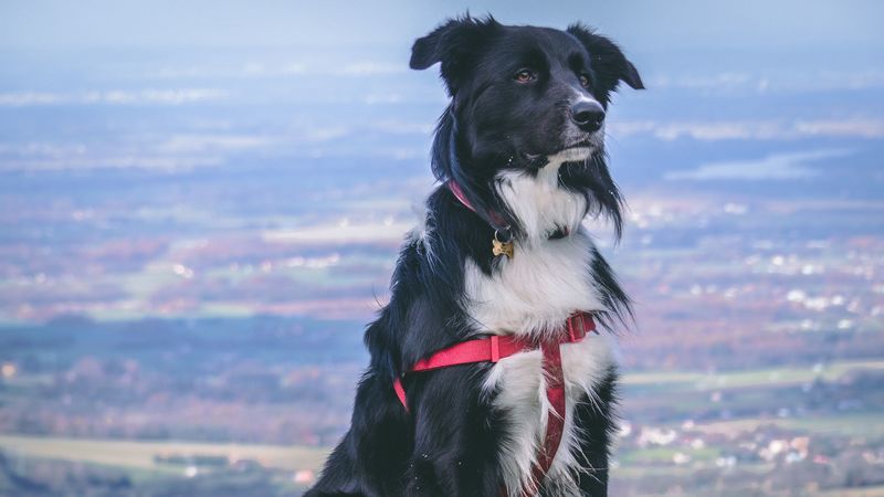 dog, muzzle, sitting, spotted, 4k