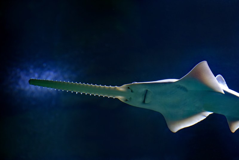 freshwater sawfish 4k