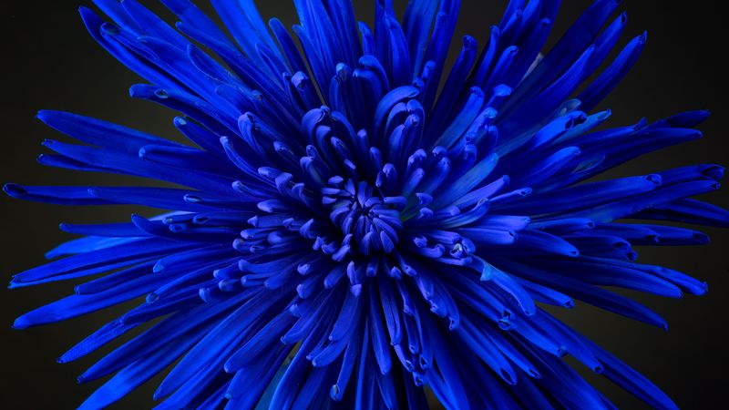flower, petals, bud, blue, 4k