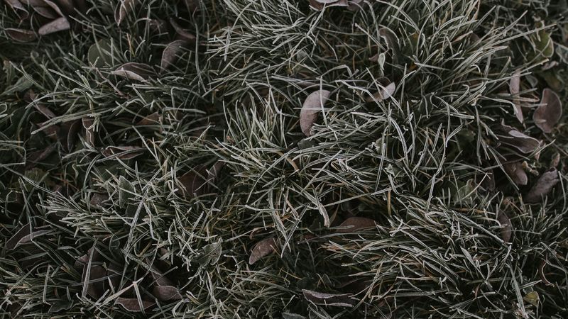 grass, foliage, hoarfrost, 4k