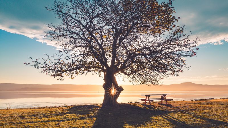 tree, bench, table, light, 4k