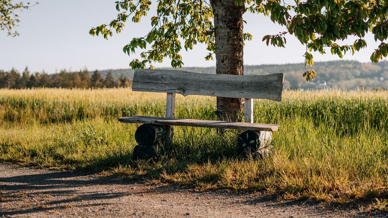 bench, tree, branches, road, 4k