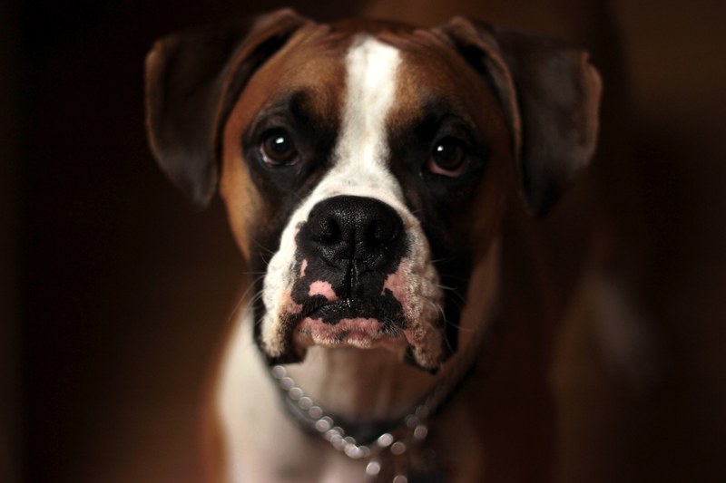 dog puppy boxer and domestic snaimal 4k
