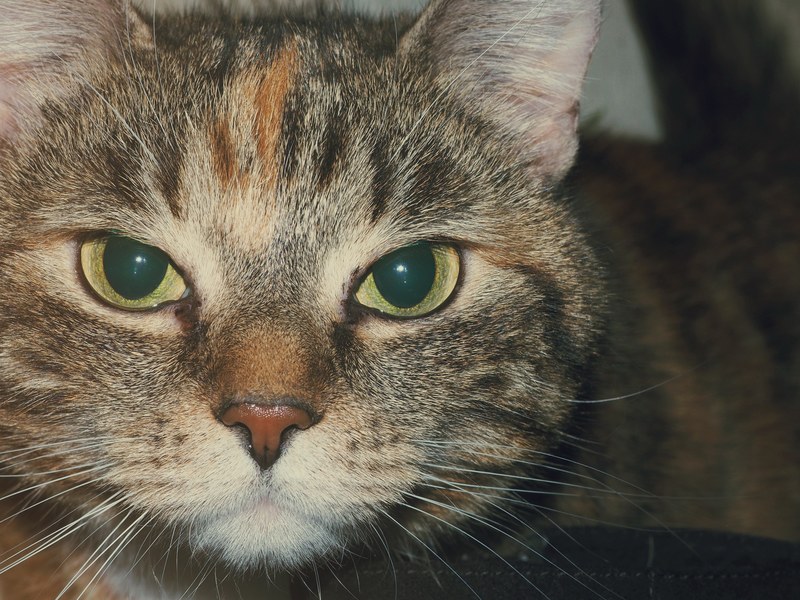 pet animal cat and eye 4k