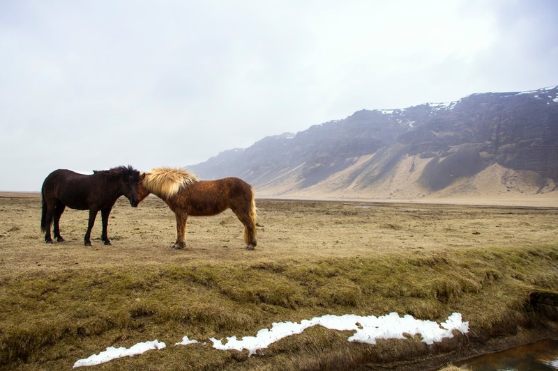 two horses affectionately rubbing their heads against each other, horse whispers 4k