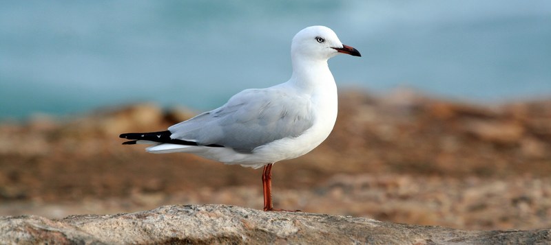 seagull bird wing and gull 4k