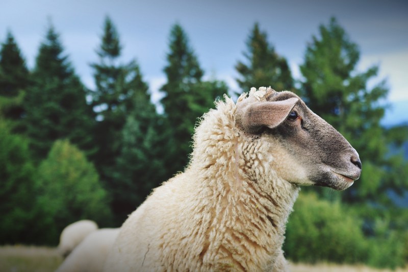 white sheep laying down in a meadow in front of pine tree forest, sheep laying down 4k