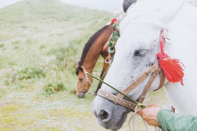 a persons hand holding a gray horse by the reins, white horses reins 4k