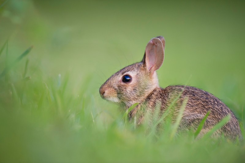 a side view of a rabbit in a grassy knoll, brown rabbit green grass 4k