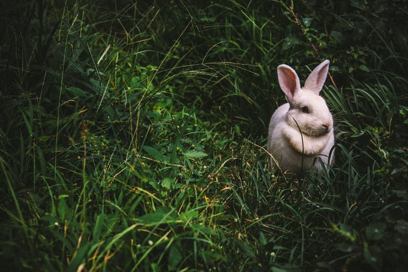 a white rabbit in the grass puerto rico, rabbit in the grass 4k