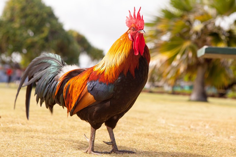 bird animal and rooster 4k