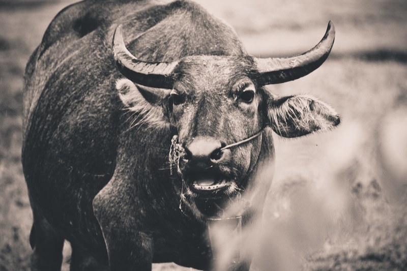 asium buffalo and animal 4k