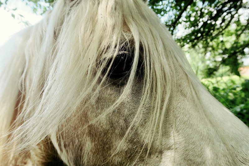 a close up of a horses eye partly covered by its flaxen mane, tousled horse mane 4k