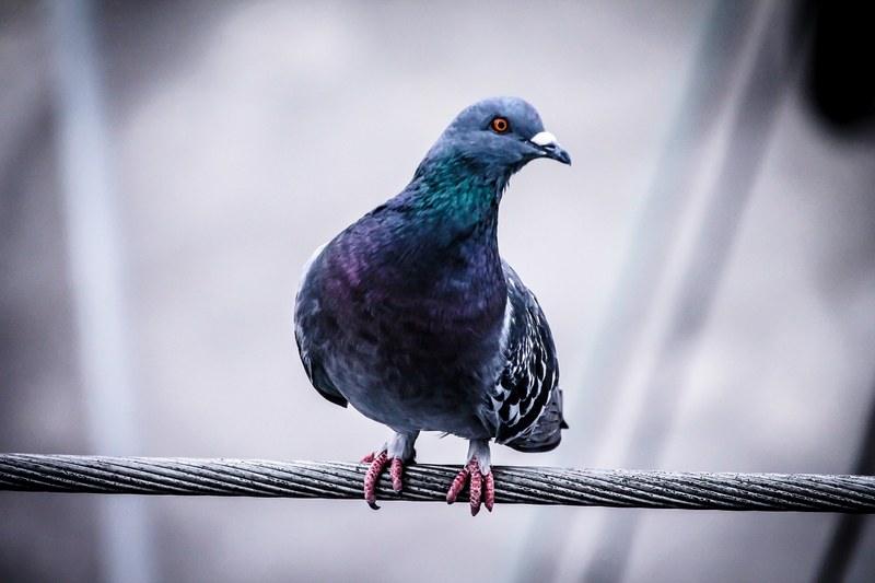 macro of a pigeon balanced on a steel wire turning its head, pigeon balanced on a steel wire 4k