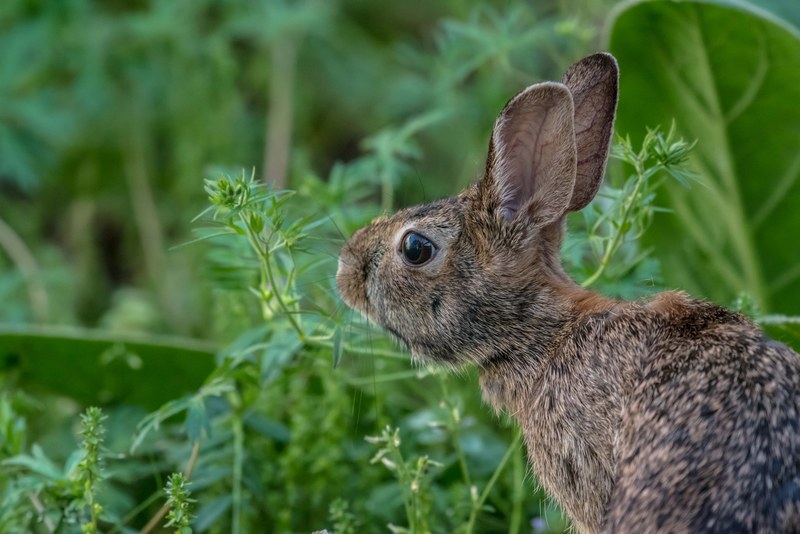 a profile of a brown rabbit with beady eyes against green foliage, brown rabbit green foliage 4k
