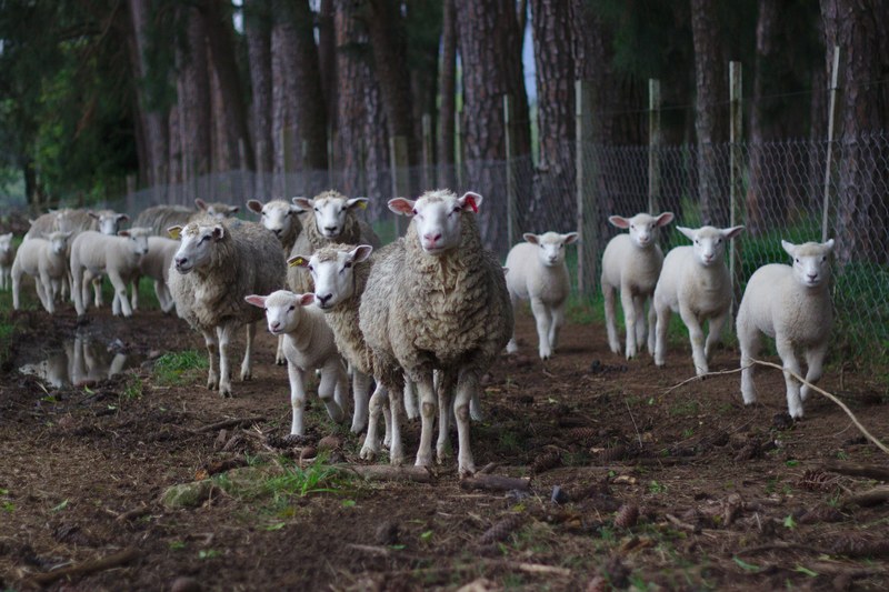 lamb sheep animal and wool 4k