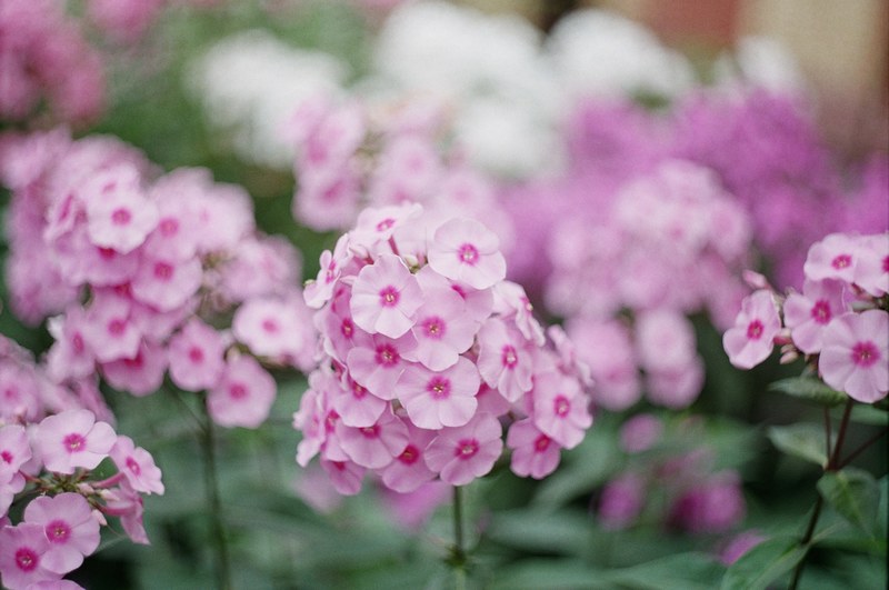 flower bloom blossom and garden 4k