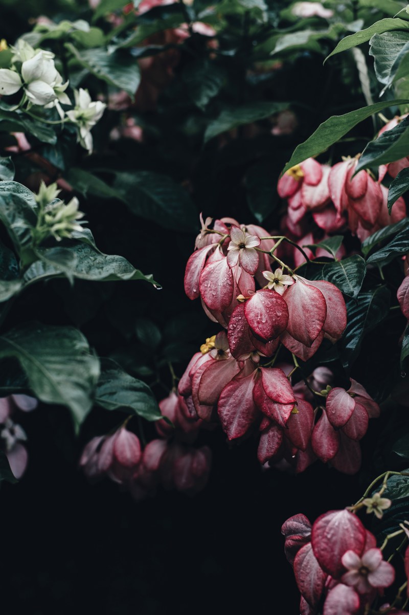 white and pink flowers covered with small water droplets, elegant flowers after rain 4k