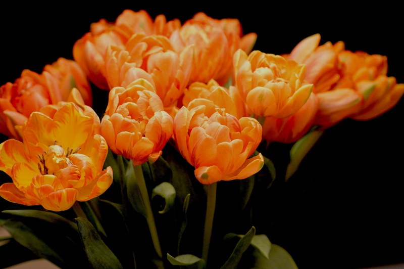 a bouquet of bright orange tulips against a black background, tulips 4k