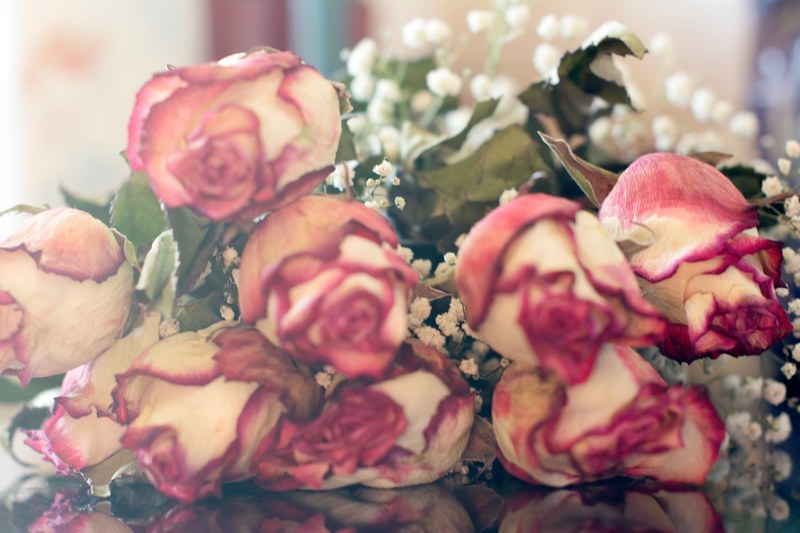 pink rose bunch of flower floral and withered rose 4k