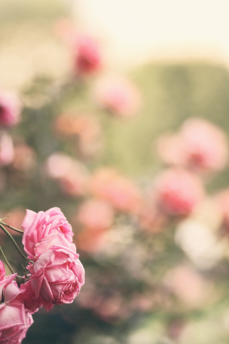 a blurry shot of a rose bush with bright pink roses in the foreground, pastel pink roses 4k