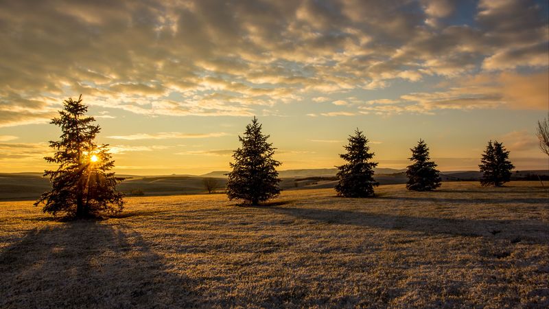 trees, fir trees, sunset, sky, grass, 4k