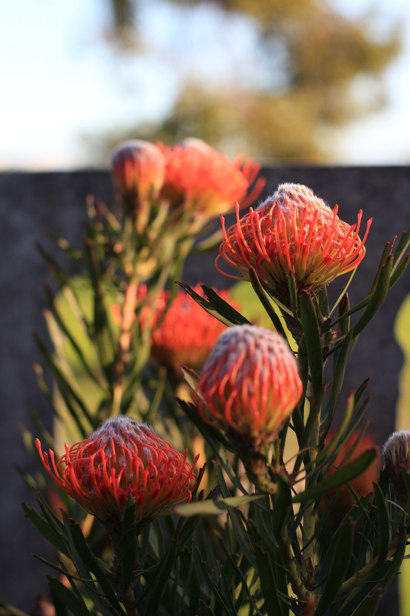 close up of round red flowers with thin petals, eye catching red flowers 4k