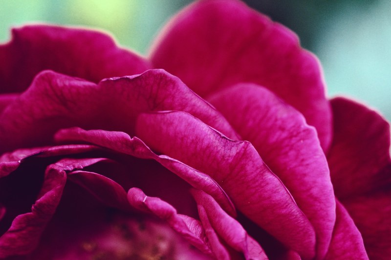 rose flower petal and pink 4k