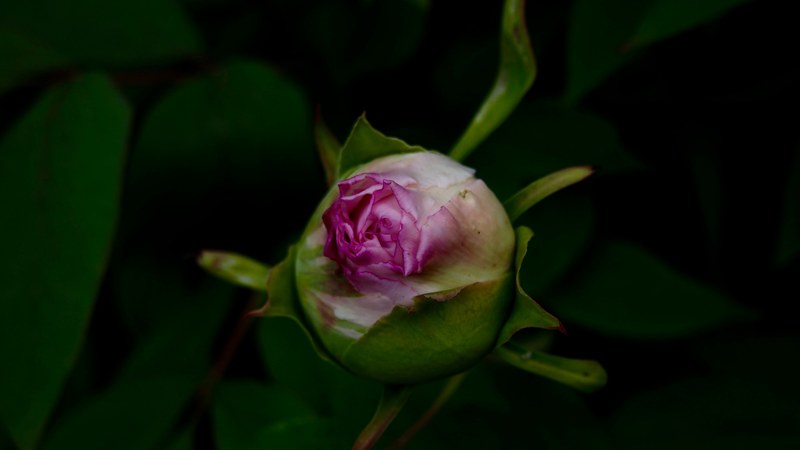 pink rose bud ready to blossom with green leaves in a garden, rose bud 4k