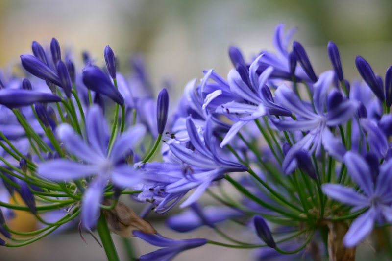 flower garden blooming and blossom 4k